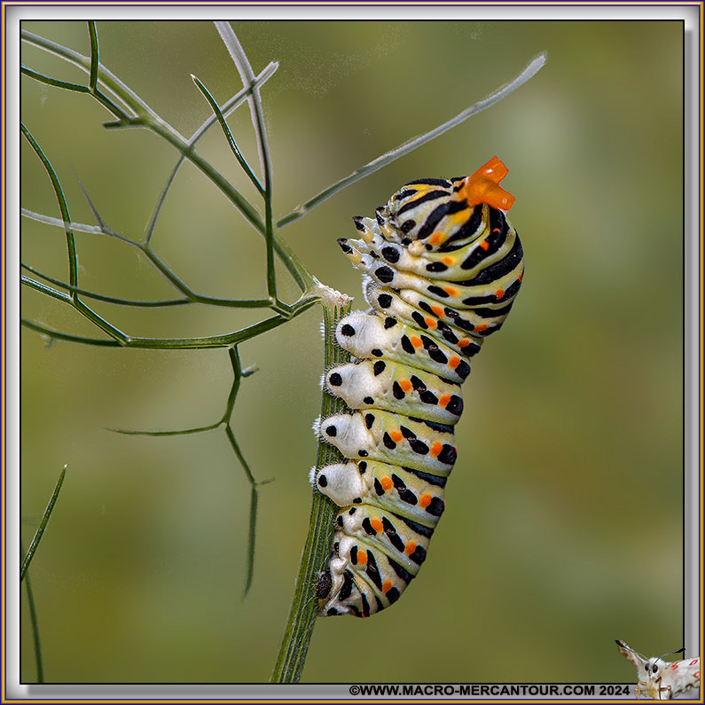 Chenille du Machaon